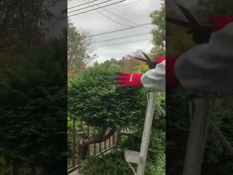 絶対知っておきたい4月・5月に剪定してはいけない植物8選  庭園