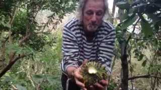 When Are Rollinia Ripe?