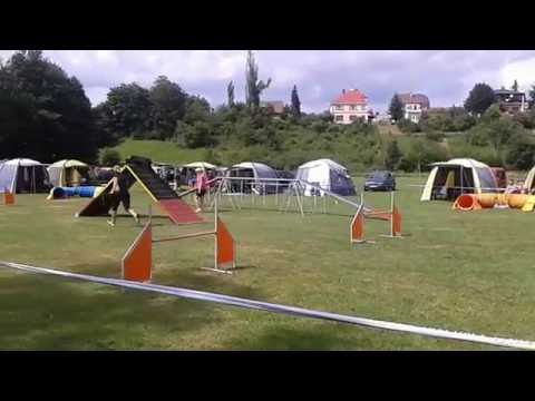 D'IRON MAN Never Neverland (Toś) - AGILITY A1 exam 1 -I miejsce- Dvur Kralove