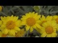 NATURE Video 29 Minutes Of Beautiful Astonishing Flowers And Plants HD Format Uncut Natural Style