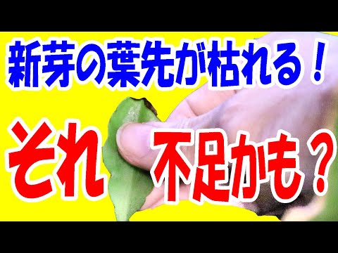 葉先が黒くなる原因は？どうすれば修正できますか?  庭園