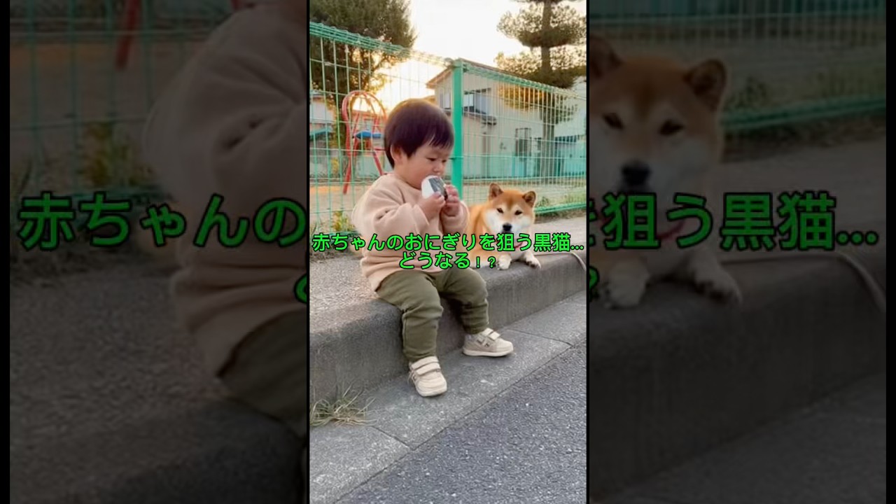 赤ちゃんのおにぎりを狙う黒猫…どうなる！？#柴犬 #ショート動画 #かわいい #かわいい犬 #かわいい猫 #60s
