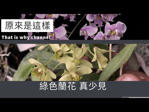 蘭花顏色