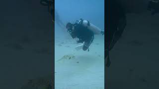 サザナミフグのポンちゃん！パダンバイの新しいアイドル？！