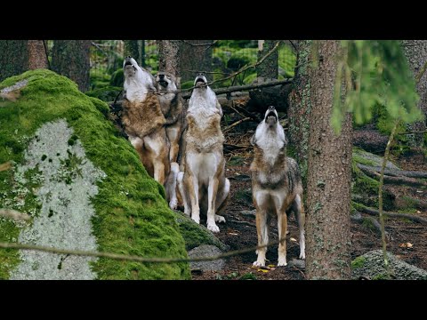 Hear the Wild ~ Wolf Pack Howling in the Forest