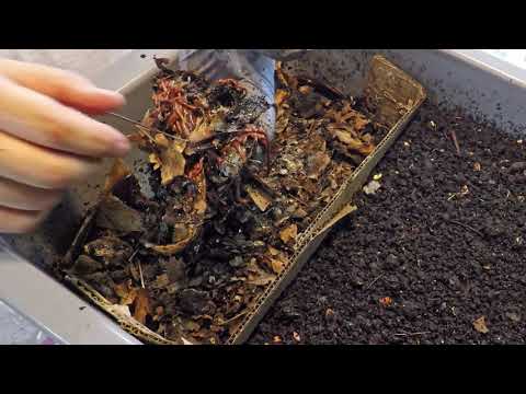 Add to food supply in final horizontal migration on 176- & 147-day old worm bins - vermicomposting