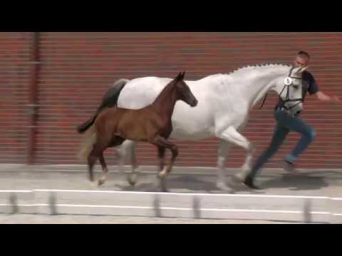 Hf v Escamillo x Dormello x Feingau 2019