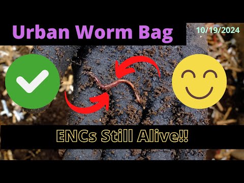 Urban Worm Bag V2 with ENCs - Worms Still Alive 10/19/2024