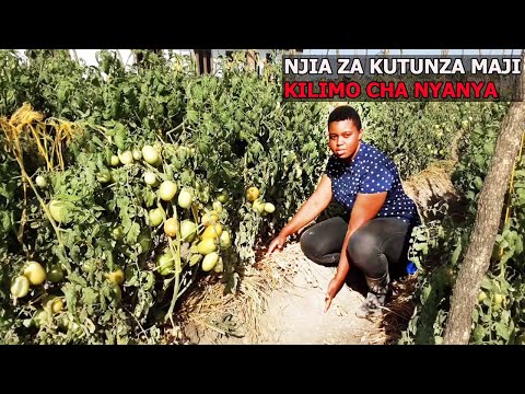 , title : 'KILIMO CHA NYANYA 2023 |Njia 5 za matumizi bora ya MAJI|'