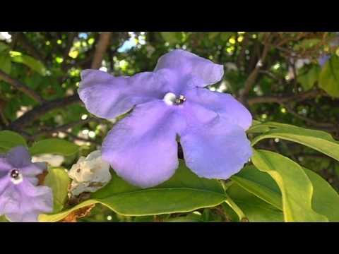 Plantas Por B De Nombre Cientifico Plantas