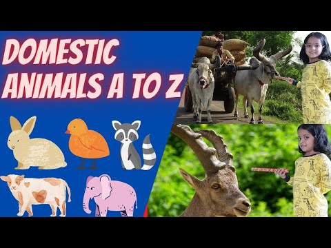 Animals Names in English A to Z for Kids | Domestic Animal Names in English Learning Videos