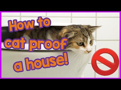 How to Cat proof your Home - Keep your cat safe!