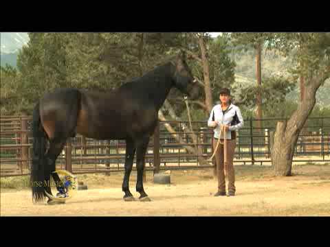 Quick Tip: Teach Your Horse To Stand Still