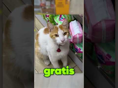 Este gato si no le das comida no te deja comprar tu coquita
