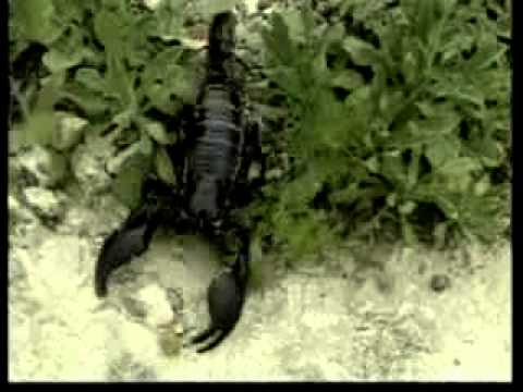 Die faszinierende Welt der Insekten