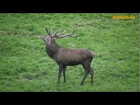 Leben und Verhalten des Rotwildes