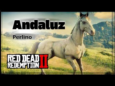 Andaluz Perlino: Dicas para Domar o Cavalo Mais Difícil!