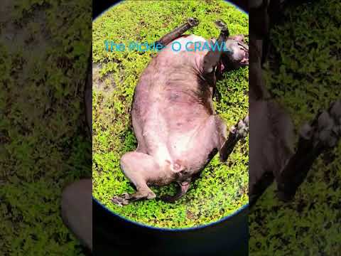 THE PICKLE- O CRAWL @PrincessPickles2024