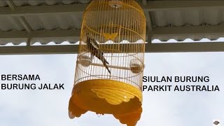 Download lagu SIULAN GACORAN BURUNG PARKIT AUSTRALIA/COCKATIEL/FALK DI PAGI HARI YANG SERU mp3