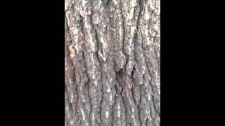 Stratmann Tree Service on Wood Boring Beetles