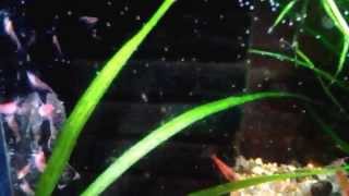 preview picture of video 'Red cherry shrimp  - Animal portal Sandanski'