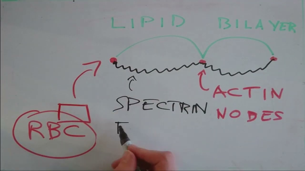 Modeling the physical properties of red blood cells as they change shape