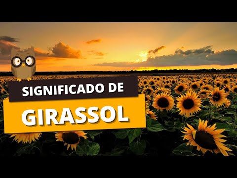 Vídeo: Girassol (flor): significado e simbolismo