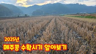 메주콩 수확시기 알아보기 선풍콩 충북 괴산 감물 풀뿌리농장 석성수 [콩재배방법]