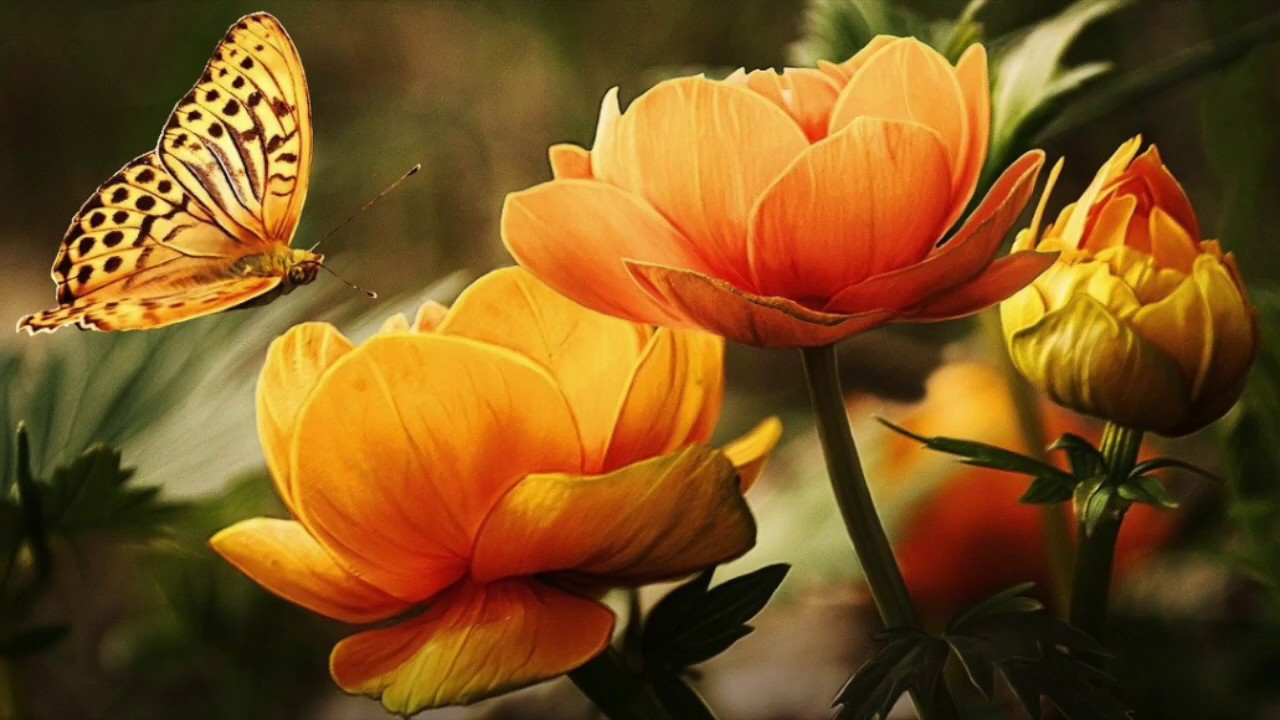 Quando vedi una farfalla un'anima che hai amato è venuta a visitarti