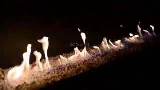 K Player: Andrew Rai @ Fireside Bar & Lounge