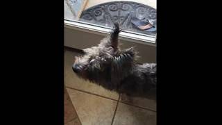 Tri-pawed dog chasing deer