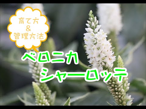 園芸 ベロニカの土下座