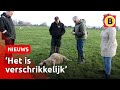 Opnieuw kudde schapen aangevallen in weiland | Omroep Brabant