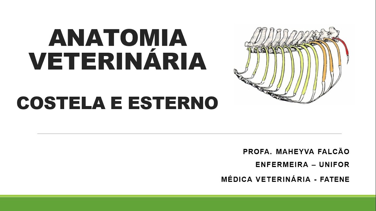 5ª Aula Anatomia Veterinária - Ossos da Costela e Esterno