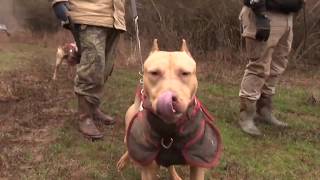 Hog Dog Hunting in Georgia