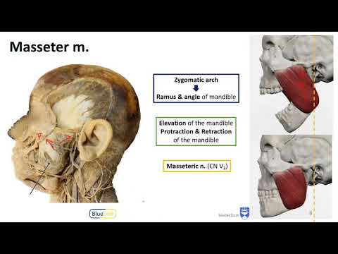 Mastication LO - Muscles of Mastication