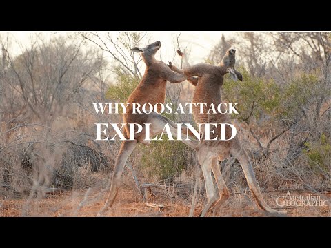 The Truth About Kangaroo Attacks