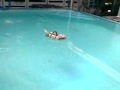 Little Dog Swimming Mp4