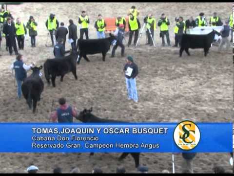 TOMAS,JOAQUIN Y OSCAR BUSQUET   Cabaña Don Florencio     Reservado de Gran Campeon Hembra Angus