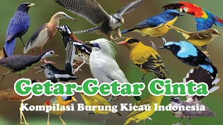 Download lagu Kompilasi 100 Burung Kicau Indonesia mp3