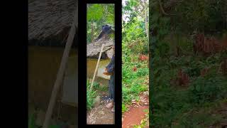 Download lagu SAHA NU LEPAT NENG ⁉️ #baduyluar #baduy #indonesia #banten #nengsarti #wedding #hajatan #shorts mp3