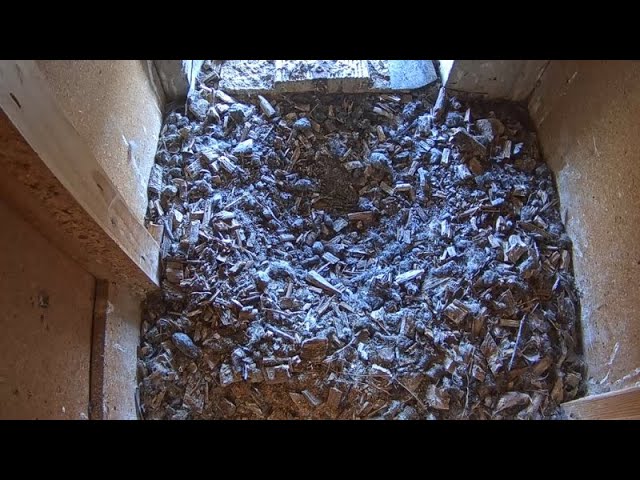 Live webcam view of Corbusierhaus Kestrel Nest Box