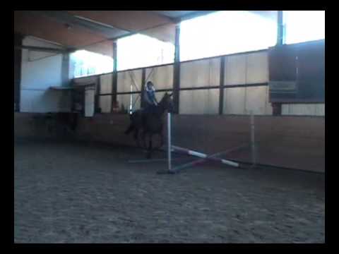 Aramis v. Avagon x Katanga bei seinem zweiten Springtraining