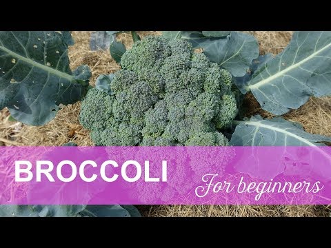 , title : 'Broccoli for beginners - How to Grow Broccoli'