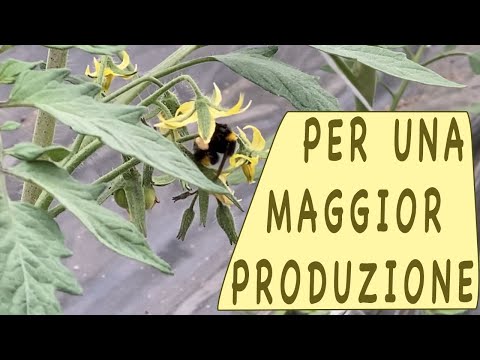 COLTIVARE POMODORI - l'allegagione dei fiori