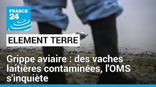 Menace de pandémie: la grippe aviaire s'étend et inquiète l'OMS • FRANCE 24