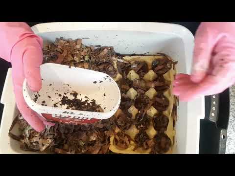 I am starting my second Cocoon Nursery bin.