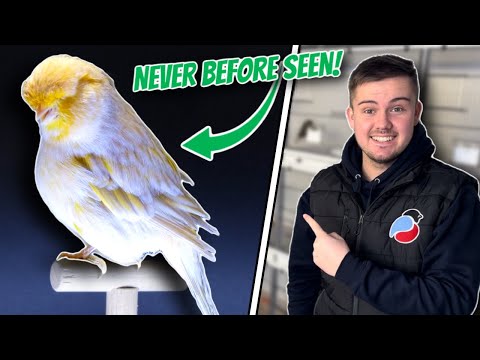 *SUPER RARE* Satinette Norwich Canary!