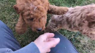 Video preview image #1 Goldendoodle (Miniature) Puppy For Sale in LINCOLN UNIVERSITY, PA, USA