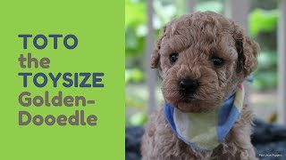可愛すぎるTOTOの子犬動画